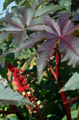 Picture of Ricinus - Gibsonii